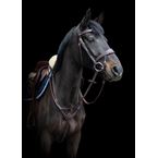 Ikonic Elite Bridge Breastplate