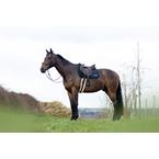 TEKNA Jump Saddle Pad