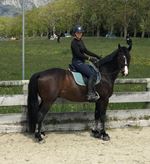 Le Showroom de la cavalière