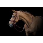 Ikonic Elite Anatomisches Zaumzeug mit Logo