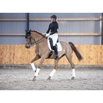 Ikonic "Evolution" Dressage Double Lined Saddle