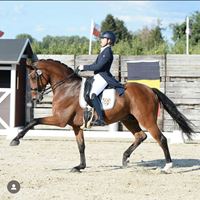 Ruitersport Hippique