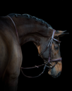 havanefullbody21 (2).webp