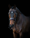 havanefullbody1 (3).webp