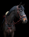 ikonicbriderie-6.webp